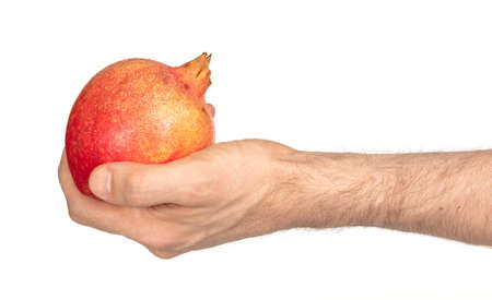 Pomegranate fruit in adult hand, isolated on white backgroundの写真素材