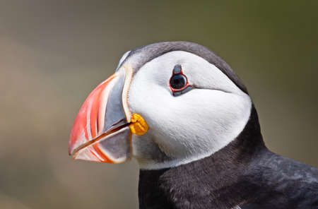 The atlantic puffin lives on the ocean and comes for nesting and breeding to the shore - They are seen in big numbers on Iceland - The puffin can dive down in the ocean up till 50 meters and stay there for 6 minutesの写真素材
