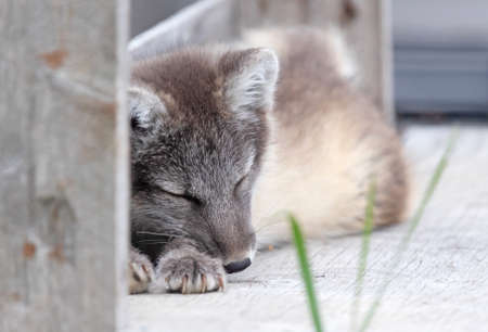 Very young polar or arctic fox (Vulpes lagopus)
