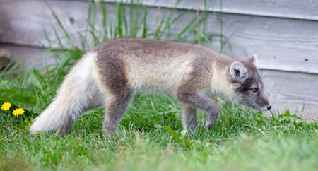 Very young polar or arctic fox (Vulpes lagopus)の写真素材