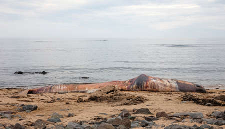 Large dead Sperm Whale washup up on a beach on Iceland, Snaefellsnes
