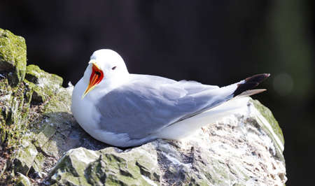 Black-legged kittiwake bird on nesting cliffside in summer, Icelandの写真素材