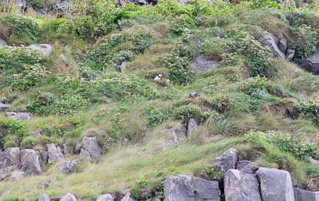 The atlantic puffin lives on the ocean and comes for nesting and breeding to the shore - They are seen in big numbers on Icelandの写真素材