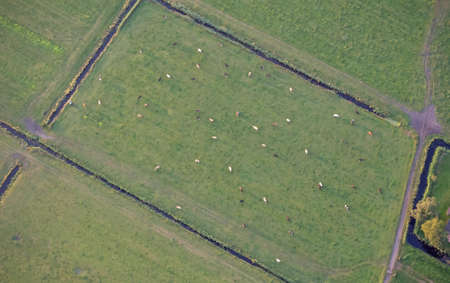 Aerial view of cows in the field, Frieslandの写真素材