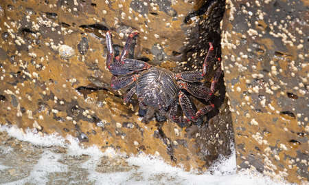 Moorish Crab or Red Crab (Grapsus adscensionis) on Lanzarote island, Canary Islands (Spain)の写真素材