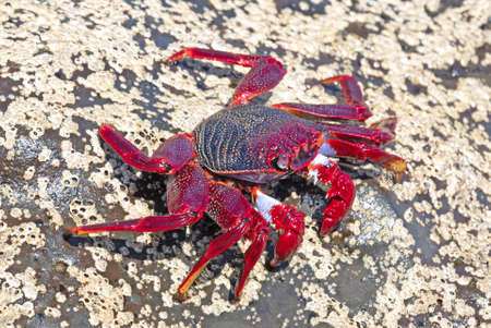Moorish Crab or Red Crab (Grapsus adscensionis) on Lanzarote island, Canary Islands (Spain)の写真素材