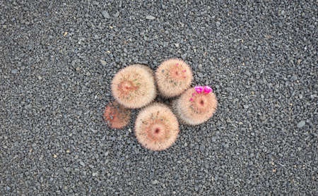 Cactus with prickly thorns as found in nature, selective focusedの写真素材