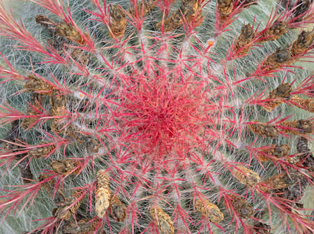 Small red round cactus with prickly thorns as found in nature, selective focused