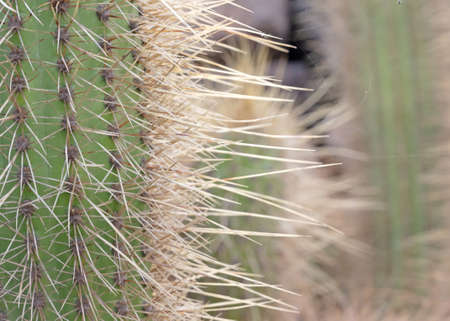 Parodia concinna cactus with prickly thorns as found in nature, selective focusedの写真素材