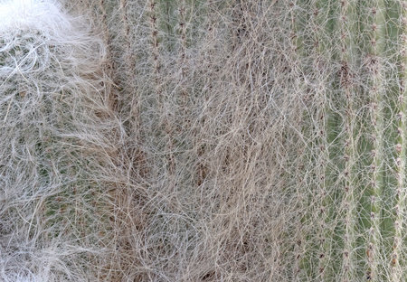 Cactus with prickly thorns as found in nature, selective focused