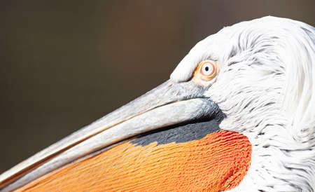 Closeup of a pelican at the Pragua zoo, selective focusの写真素材