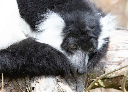 Endemic Black-and-white ruffed lemur (Varecia variegata subcincta)の写真素材