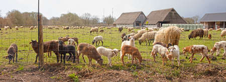 Mother sheep and many lambs on a fieldの写真素材