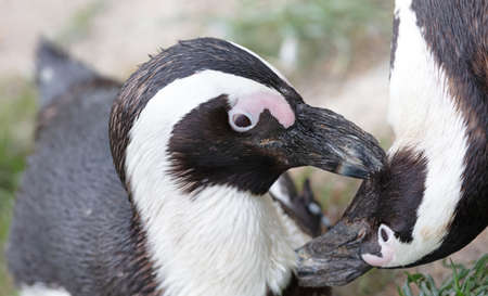 African penguin cleaning each others feathers, selective focusの写真素材