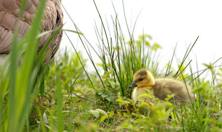 Canada goose, Branta canadensis, young in the grassの写真素材
