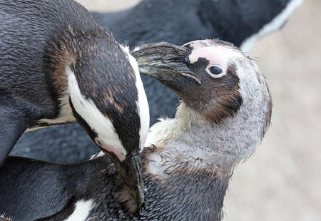 African penguin cleaning each others feathers, selective focusの写真素材