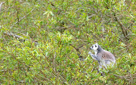 Lemur Catta (Lemur) eating in a tree, natural habitat