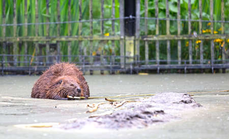 Eurasian beaver castor eating wood in the water
