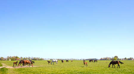 Many horses and its foal in a meadow, the Netherlandsの写真素材