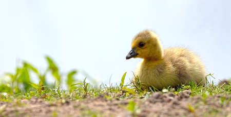 Canada goose, Branta canadensis, young in the grassの写真素材