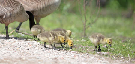 Canada goose, Branta canadensis, young in the grassの写真素材