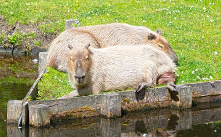 Capybaras (Hydrochoerus hydrochaeris) resting on the grassの写真素材