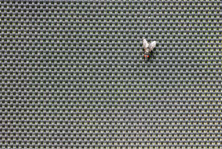 Fly with bright red eyes isolated on black raster backgroundの写真素材