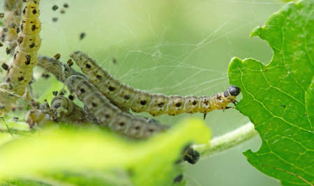 Dark green caterpillar on a plant in the garden, eating a leafの写真素材