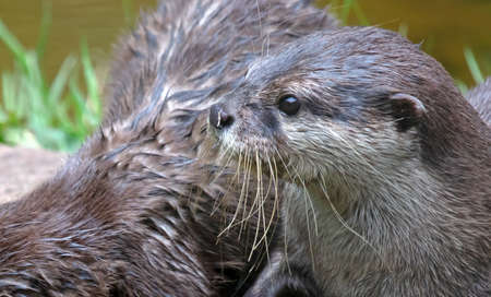 Baby otter playing, close-up, selective focus on the eye