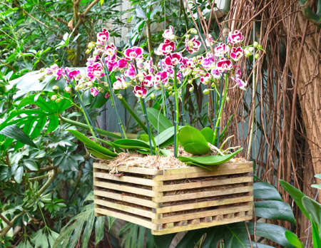 Bromeliad flower and Orchid nursery farm ornamental and flower green plant growing and hanging in the garden greenhouse under roof, selective focused, the Netherlandsの写真素材