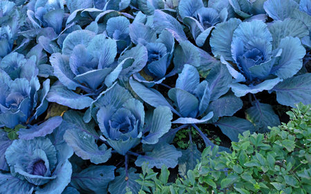 Red cabbage on field in summer outdoor, close-up