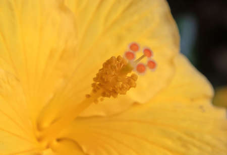 Close up of hibiscus flower, selective focusの写真素材