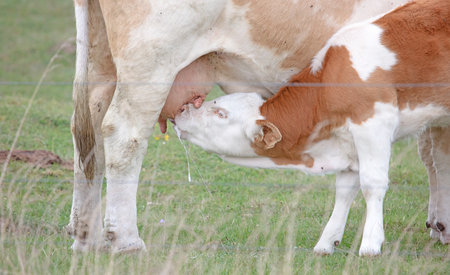 Thirsty calf drinking milk from her mother, selective focusの写真素材