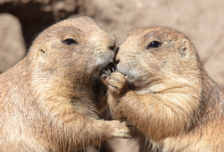 Pair of Prairie Dogs (Cynomys) exchanging loving effusions and appearing to be kissing, selective focusの写真素材