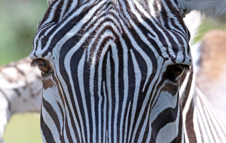 Close up of the eyes of zebra, selective focusの写真素材