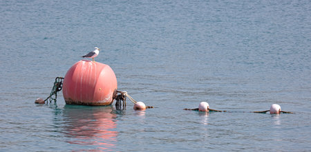 Seagull on a large red buoy, selective focusの写真素材
