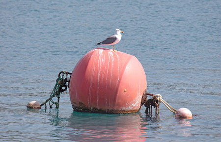 Seagull on a large red buoy, selective focusの写真素材
