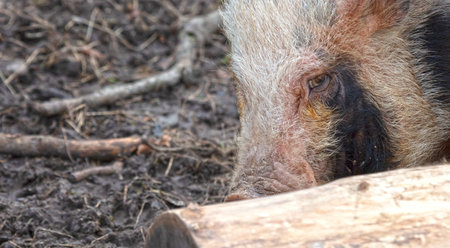 Dirty pig looking for food, selective focusの写真素材