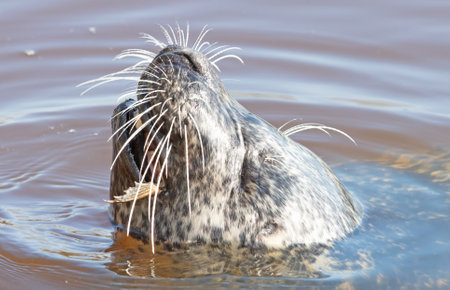 Common seal in the water, eating a frog, selective focus