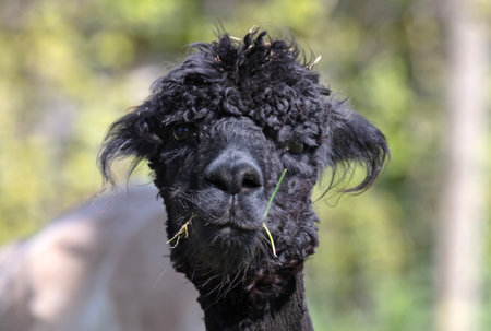 Adult alpaca standing in a field, selective focusの写真素材