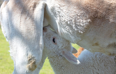 White alpaca mother feeding her baby, selective focusの写真素材