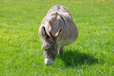 Pregnant donkey standing on green grass, selective focusの写真素材