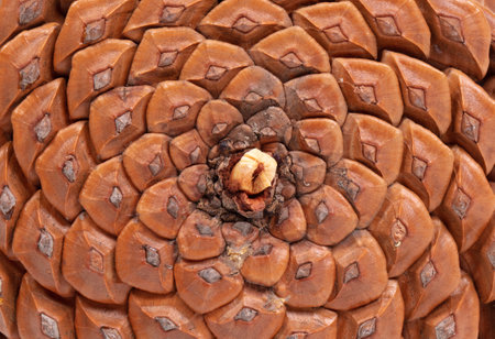 Detail of a large pine cone, isolated on white
