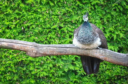 Female peacock resting on a log, green backgroundの写真素材