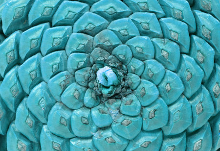 Detail of a large pine cone, isolated on white