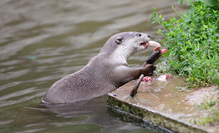 Otter eating fish in the water, selective focusの写真素材
