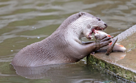 Otter eating fish in the water, selective focusの写真素材