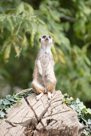 Adult Meerkat (Suricata suricatta) on watch-duty, selective focus