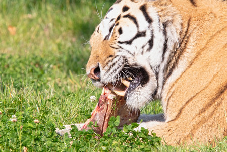 Amour tiger in the grass, eating - Selective focusの写真素材