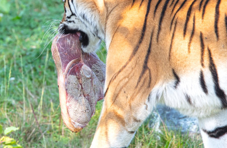 Amour tiger in the grass, eating - Selective focusの写真素材